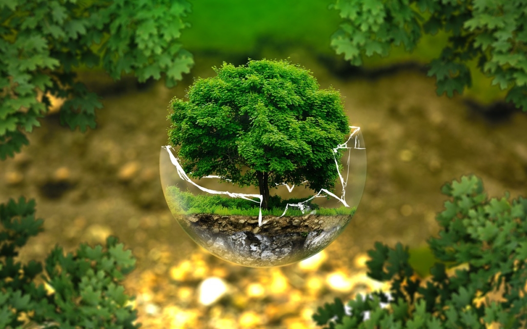 Marketing verde: estrategias y compromiso sostenible